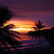 sea, Palms, west, sun, purple