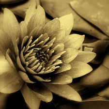 sepia, Lily, water