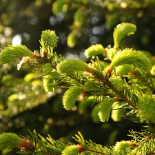 shoots, young, conifer, spruce, Twigs, green ones