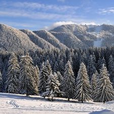woods, snow, trees, Mountains, winter, Softwood, viewes