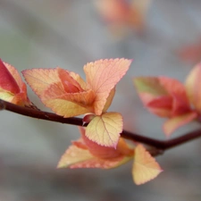 young, leaves, Spiraea, Red