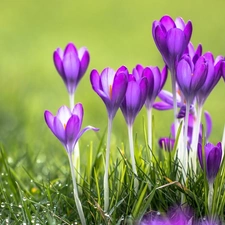 purple, Meadow, Spring, crocuses