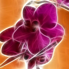 stalk, Violet, orchid