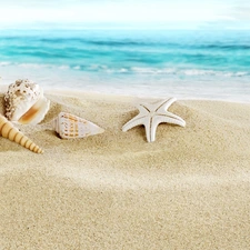 Shells, Sand, sea, starfish