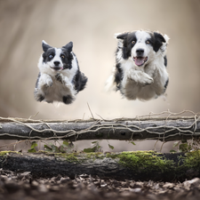 Dogs, Two cars, bar, jump, Border Collie, stretching