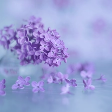 without, purple, Flowers, Syringa