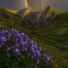Flowers, Great Rainbows, Colorado, purple, San Juan Mountains, Columbines, The United States