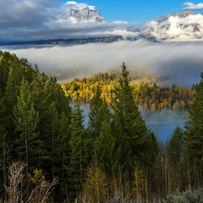 trees, autumn, Spruces, viewes, landscape, The United States, State of Wyoming, Mountains, forest, Grand Teton National Park, Fog