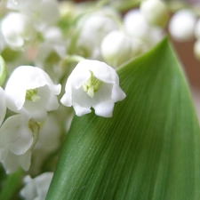 lily of the Valley, The May
