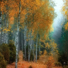 viewes, forest, birch, trees, autumn, Fog, grass