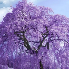 trees, flourishing, purple