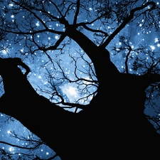trees, Sky, star