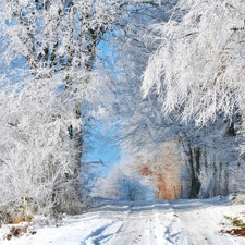 trees, viewes, Way, frosty, winter