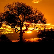 trees, Africa, west