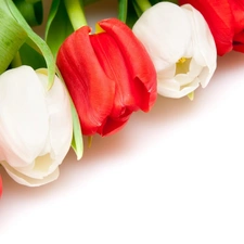 Tulips, white, Red