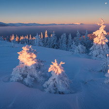 forest, winter, Spruces, Ukraine, Snowy, Carpathian Mountains