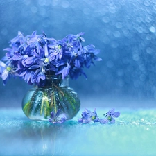 Flowers, Siberian squill, Bokeh, decoration, vase, Blue