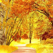 color, Park, viewes, autumn, trees, lane