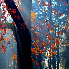 rays of the Sun, viewes, Leaf, trees