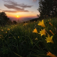 Hill, lilies, trees, grass, Flowers, Great Sunsets, viewes
