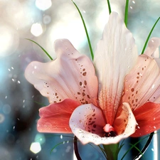 Flower, drops, water, Lily