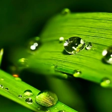 leaf, drops, water, plant