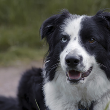 dog, black and white, muzzle, Border Collie