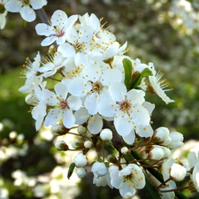 White, Flowers, trees, fruit, flourishing