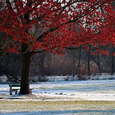 winter, Park, Red, Leaf, trees