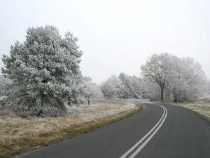 Way, viewes, winter, trees