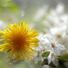 Colourfull Flowers, Common Dandelion, Yellow