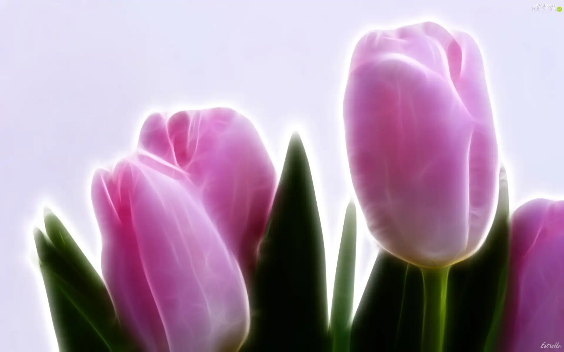 3D, Pink, Tulips
