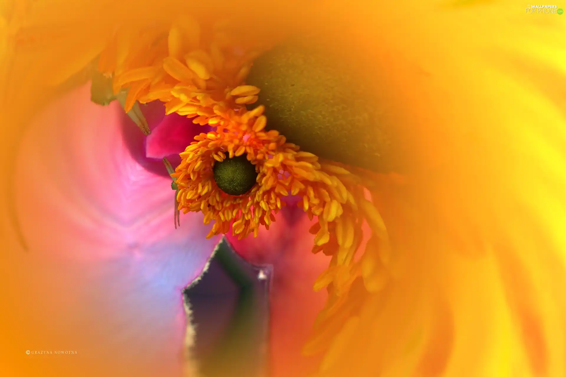 Colourfull Flowers, graphics, abstraction