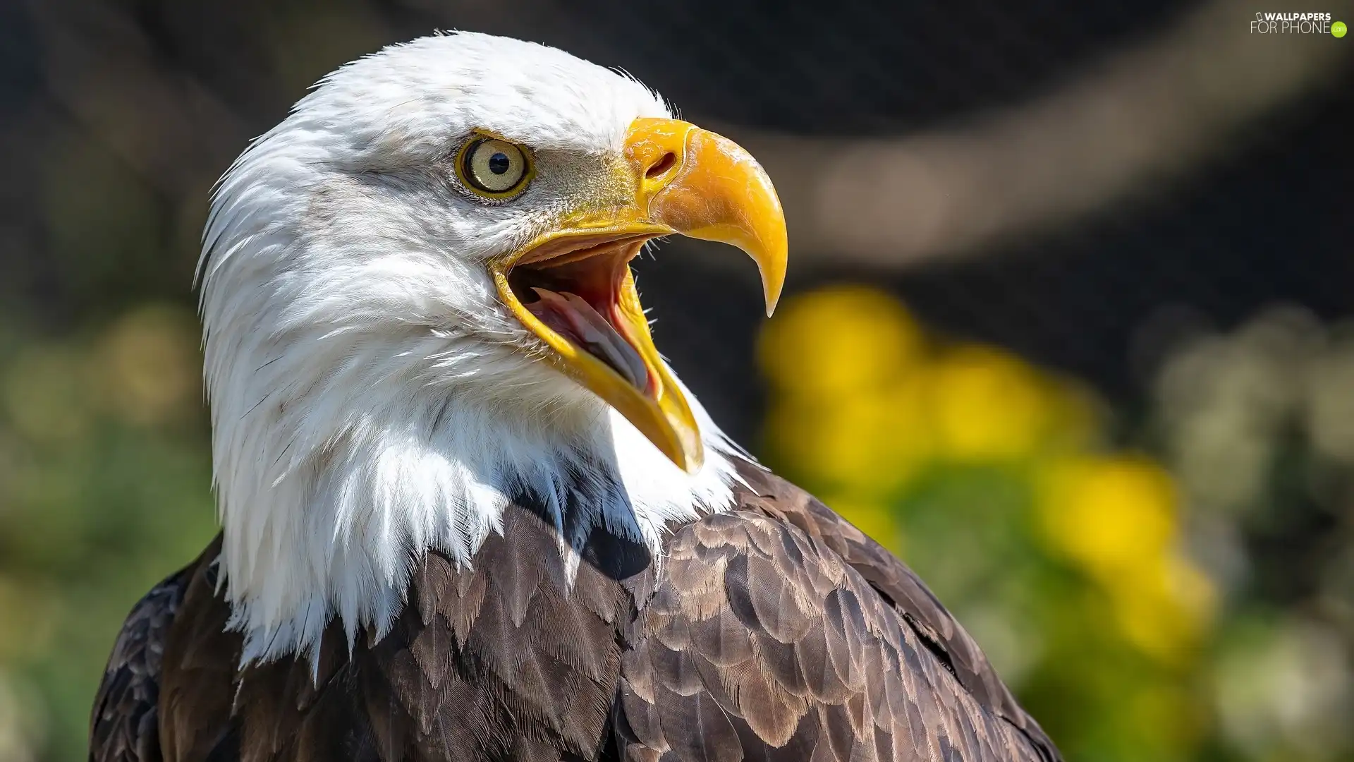 Bird, open, nose, American Bald Eagle