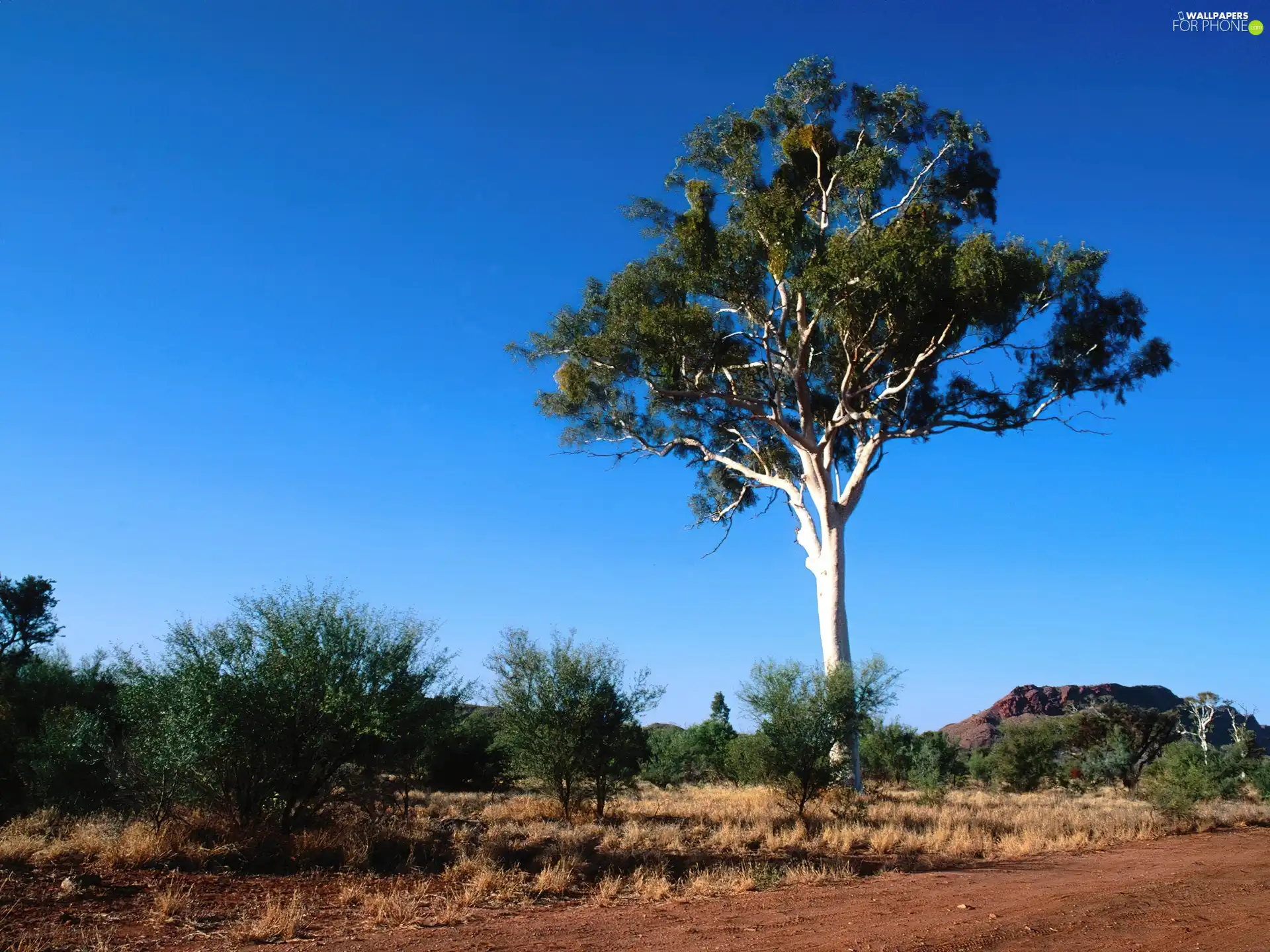 trees, wild, Australia, landscape