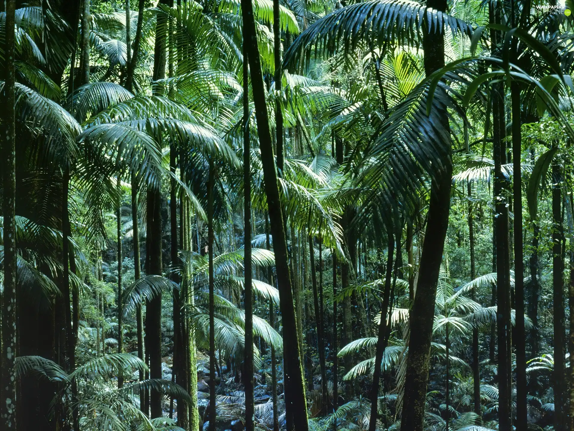 Australia, forest, tropical