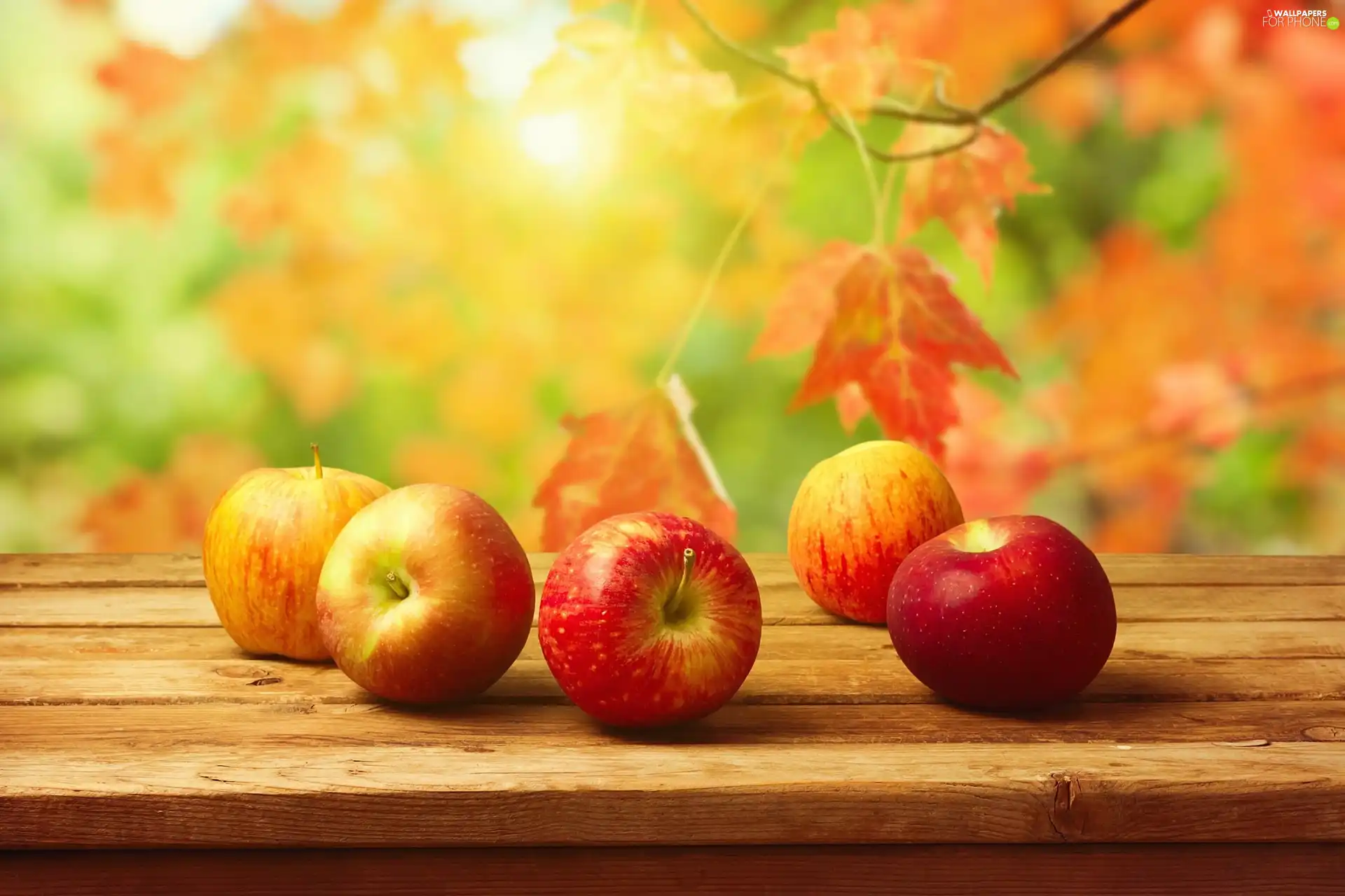 apples, autumn
