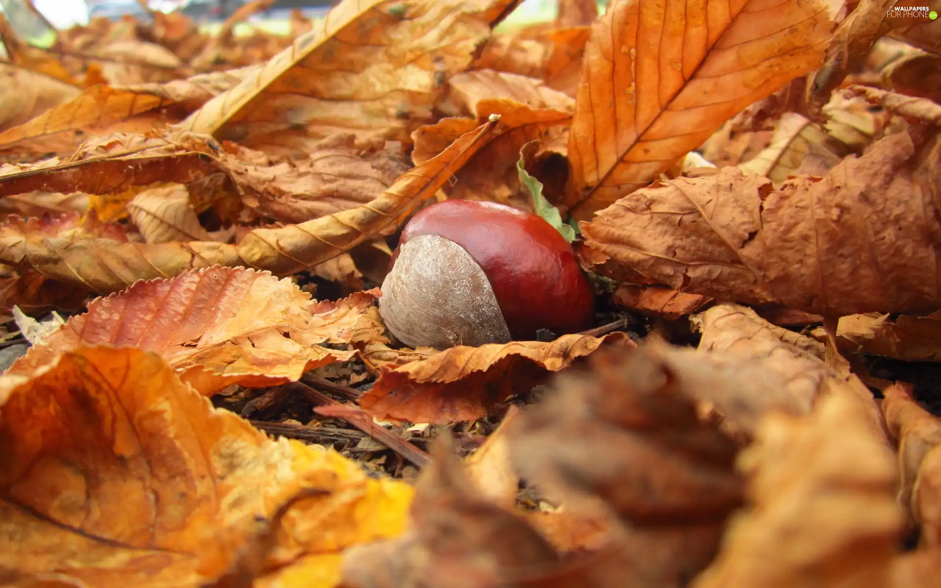autumn, Leaf, chestnut