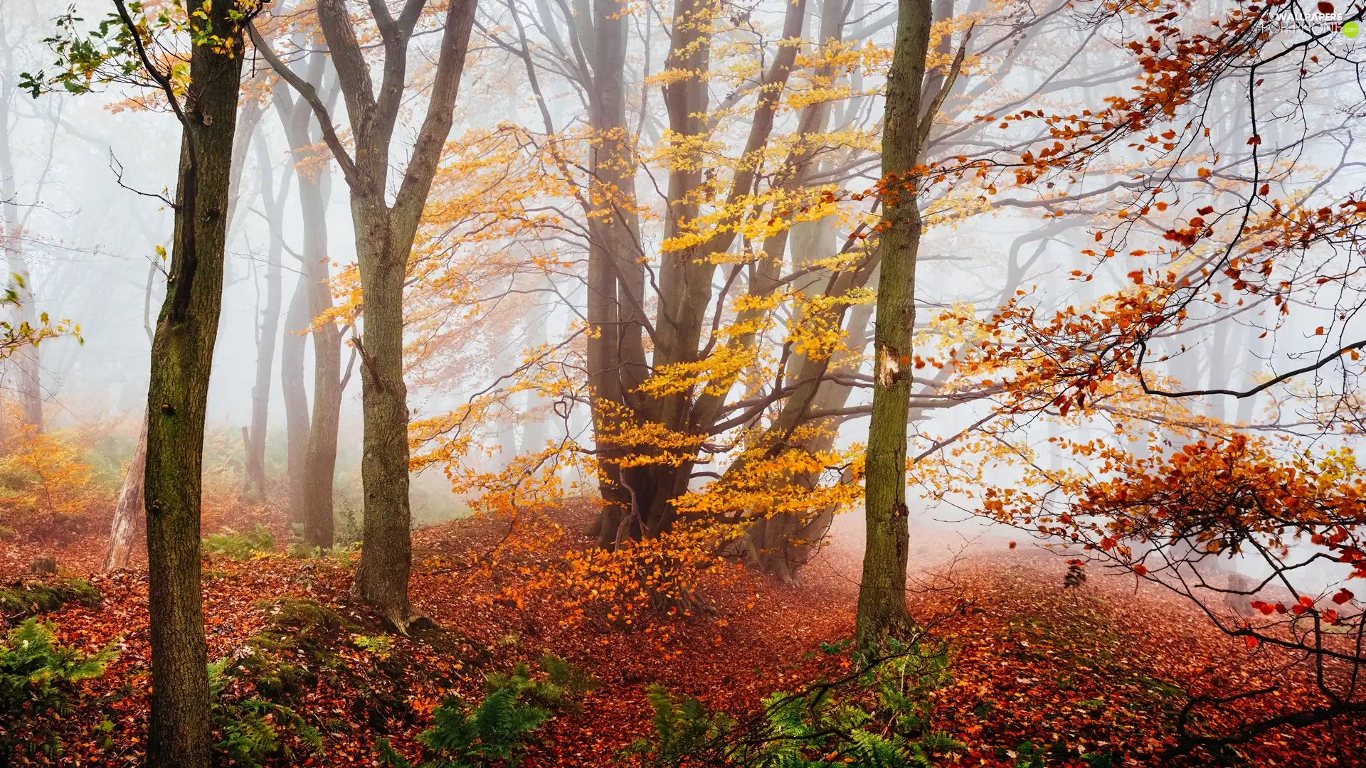 trees, forest, VEGETATION, autumn, viewes, Fog