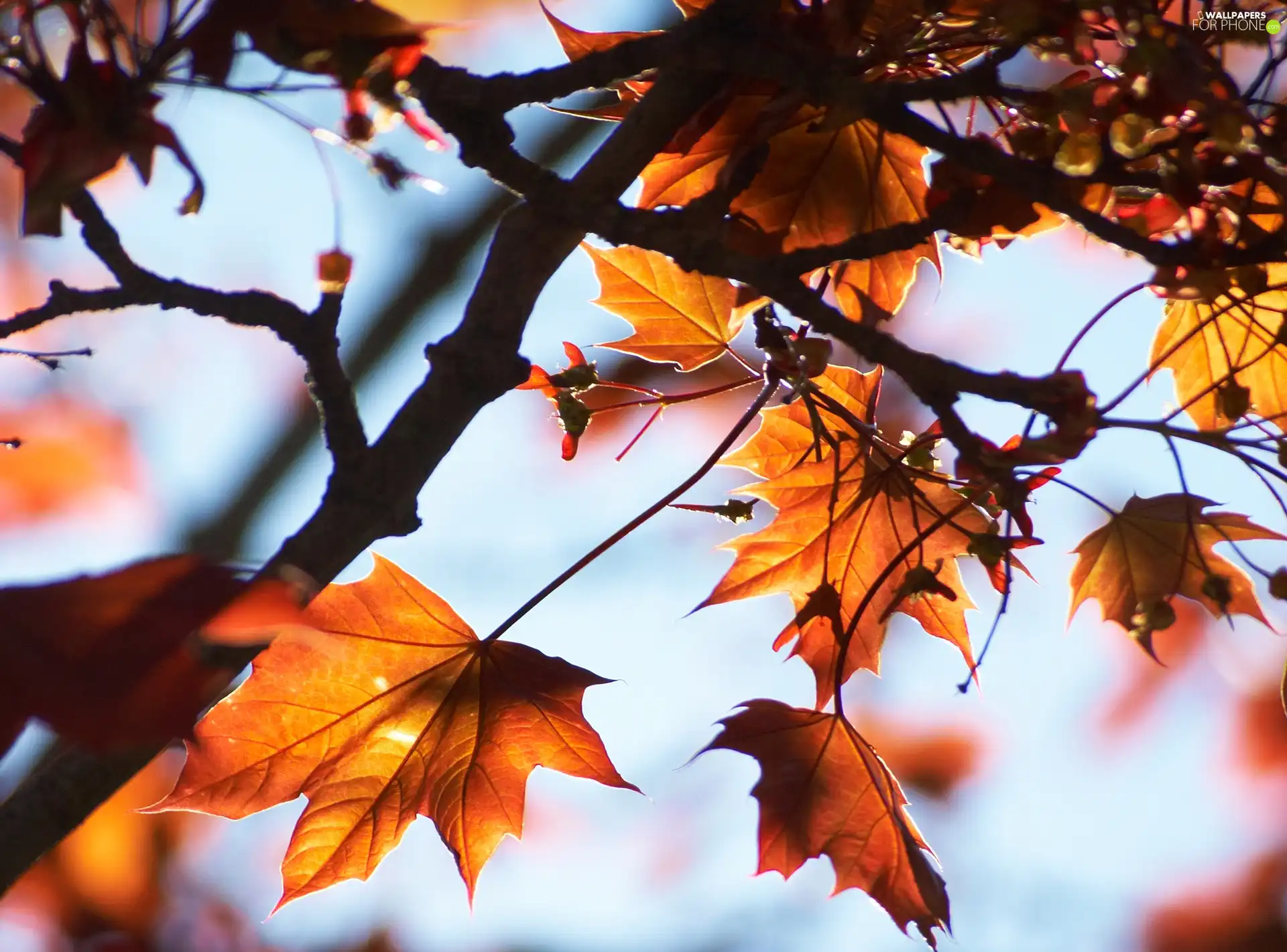 autumn, beech, Leaf