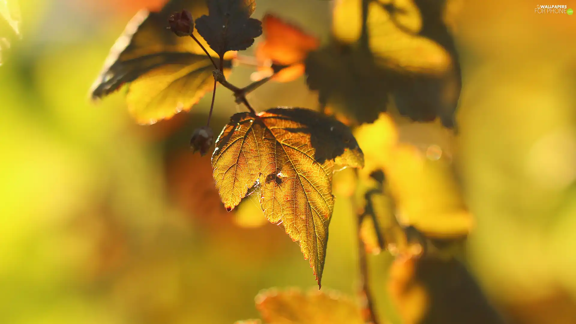 Autumn, color, leaf