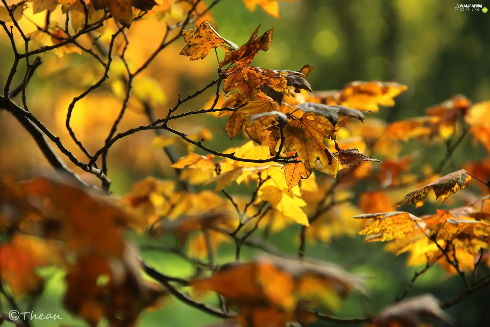 autumn, Yellow, Leaf