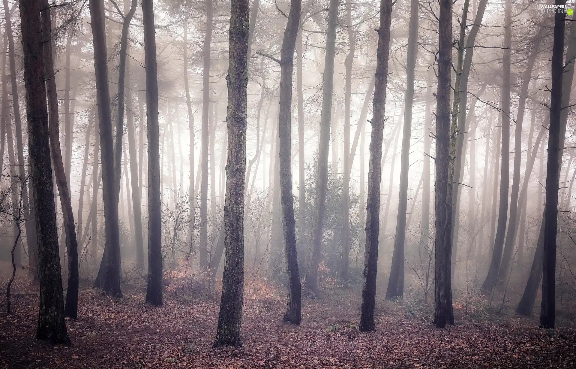 trees, forest, Fog, autumn, viewes, leafless