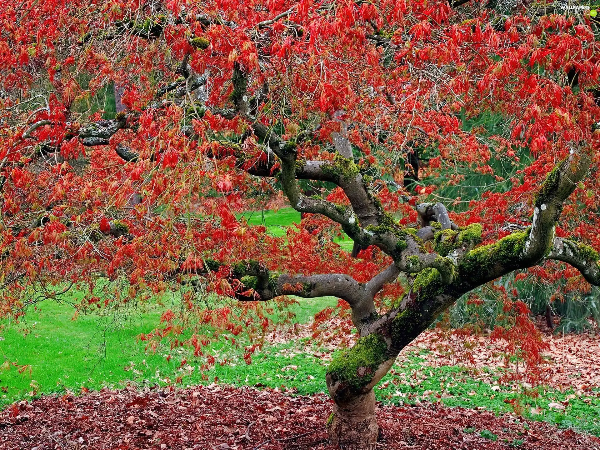 maple, autumn