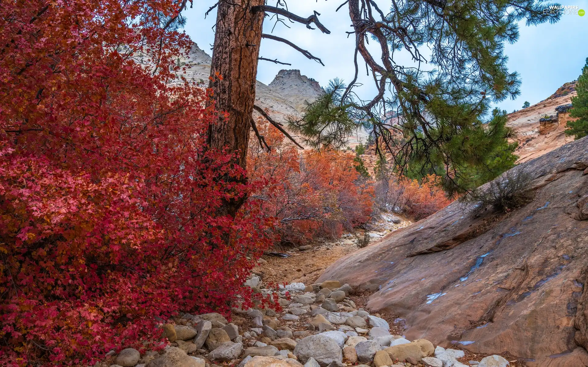 Utah State, Zion National Park, The United States, autumn, Red, Bush, VEGETATION, trees, rocks