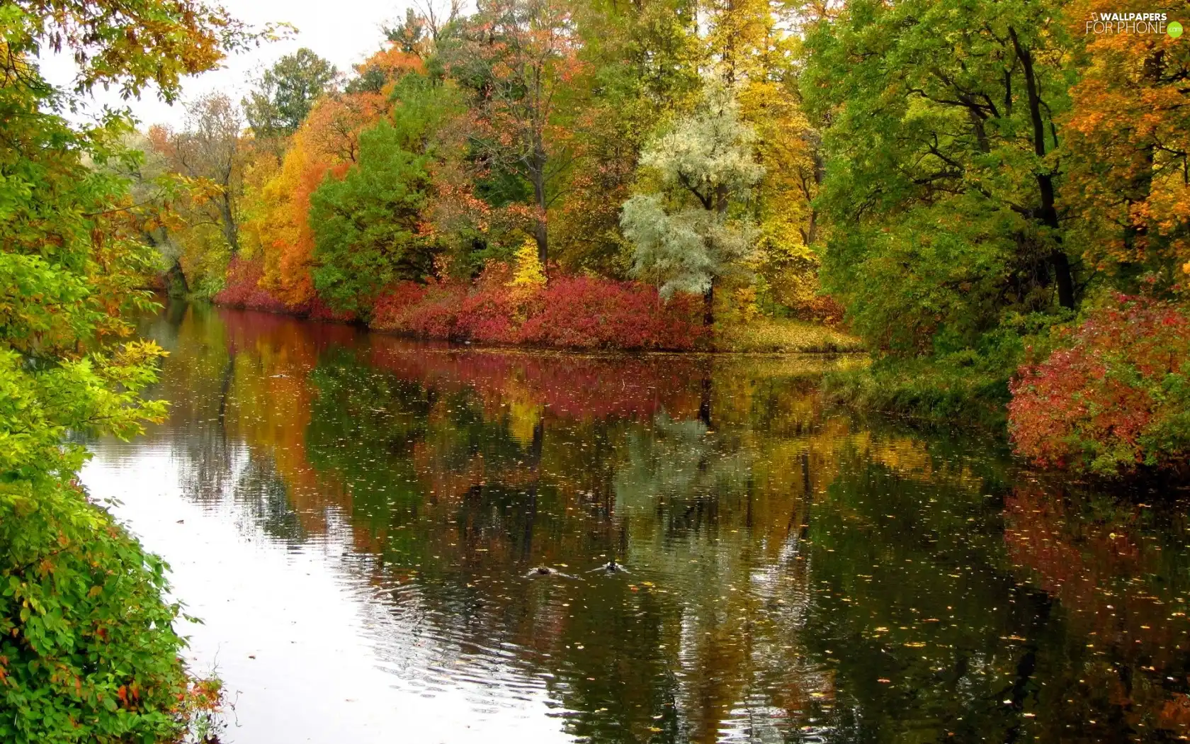 autumn, River, trees, viewes, color