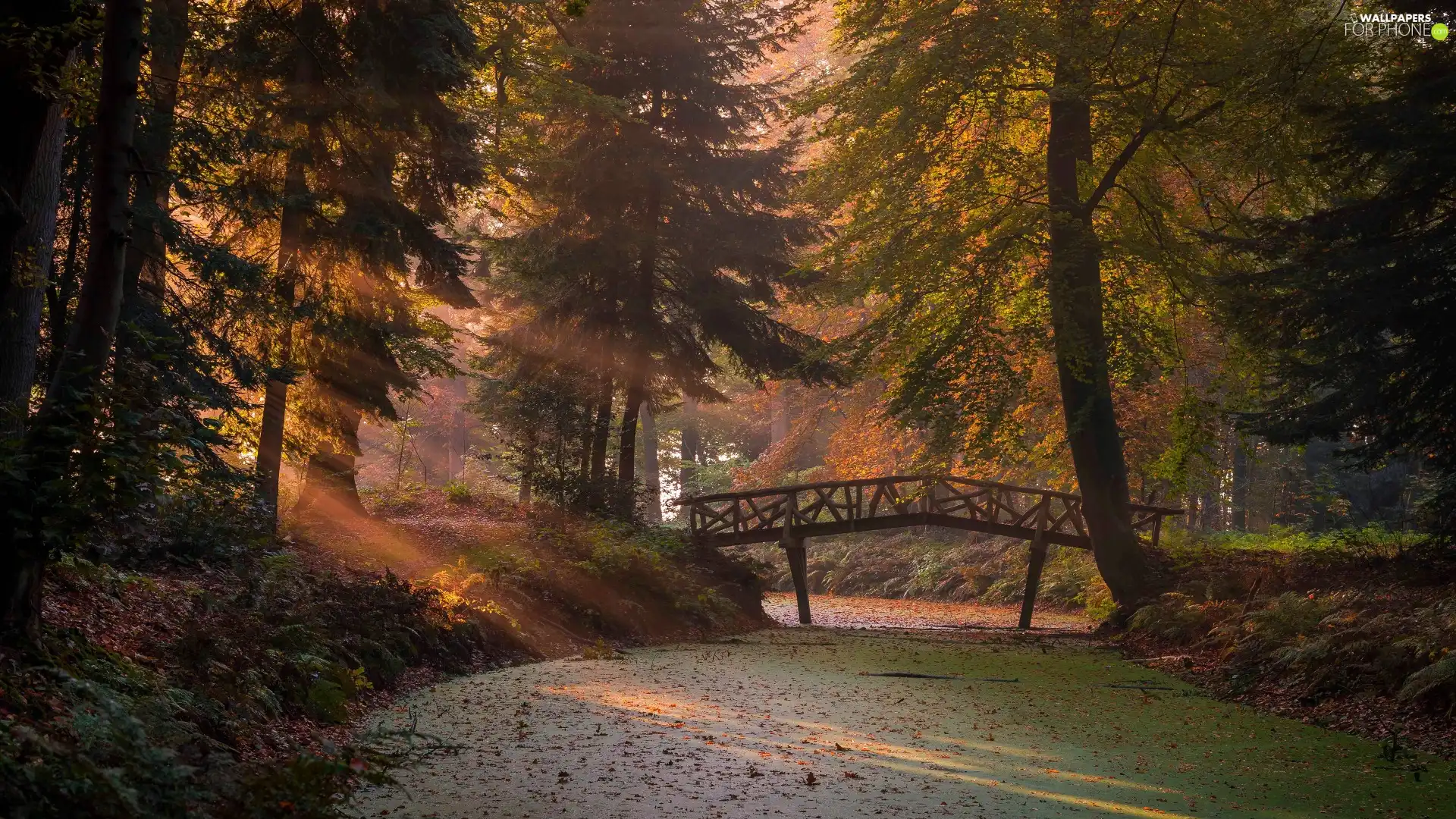 autumn, viewes, bridge, forest, trees, River, light breaking through sky