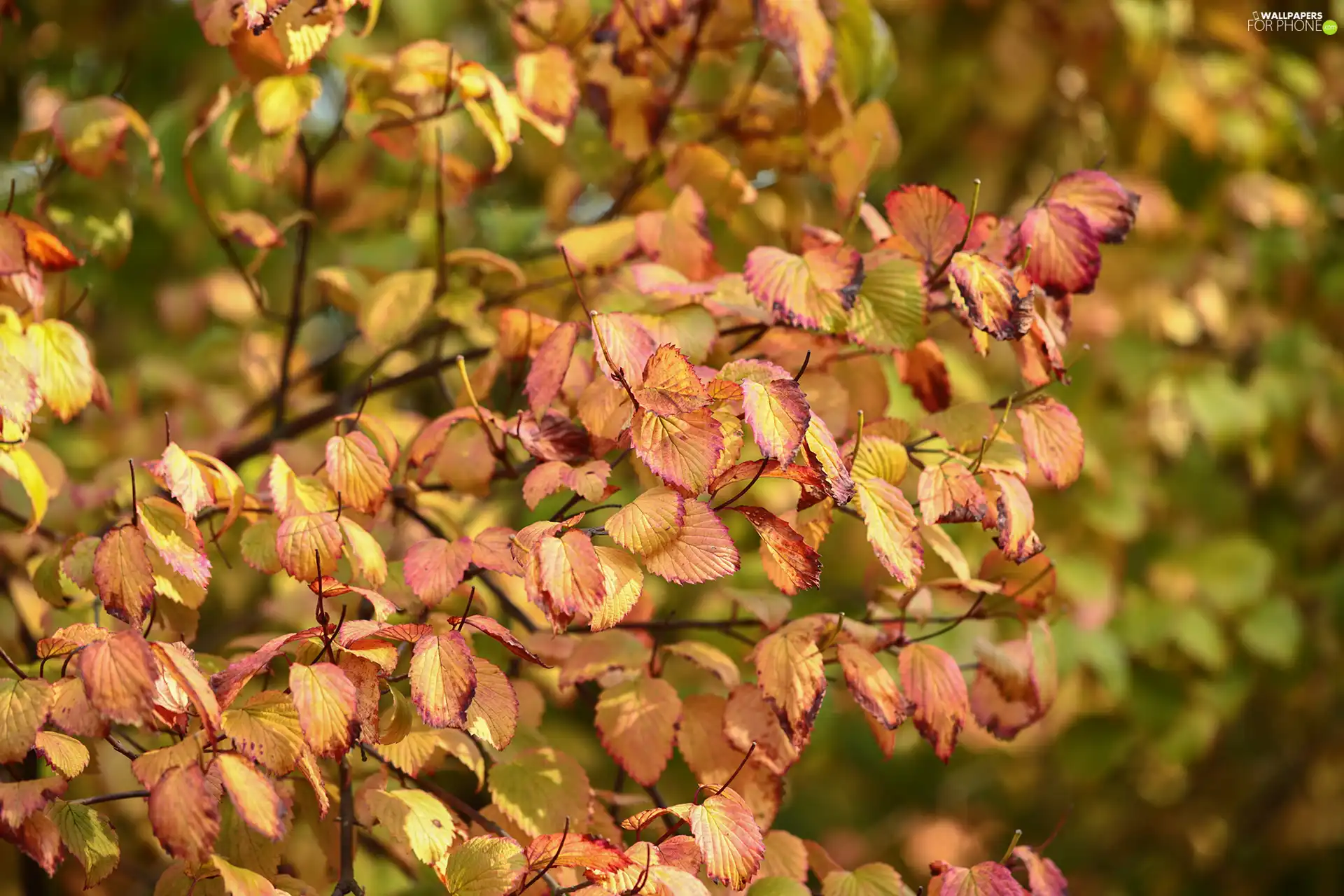 Twigs, color, Leaf, Autumn