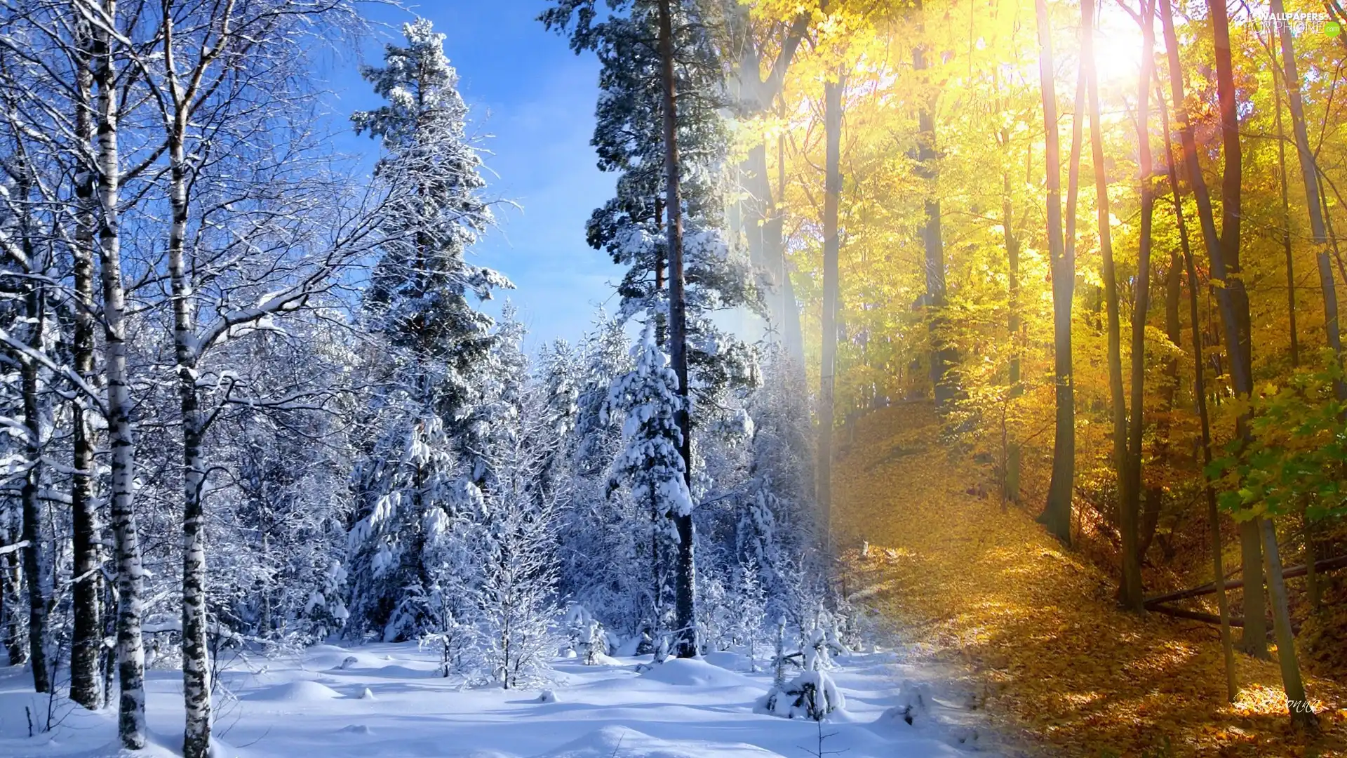 autumn, winter, viewes, forest, trees