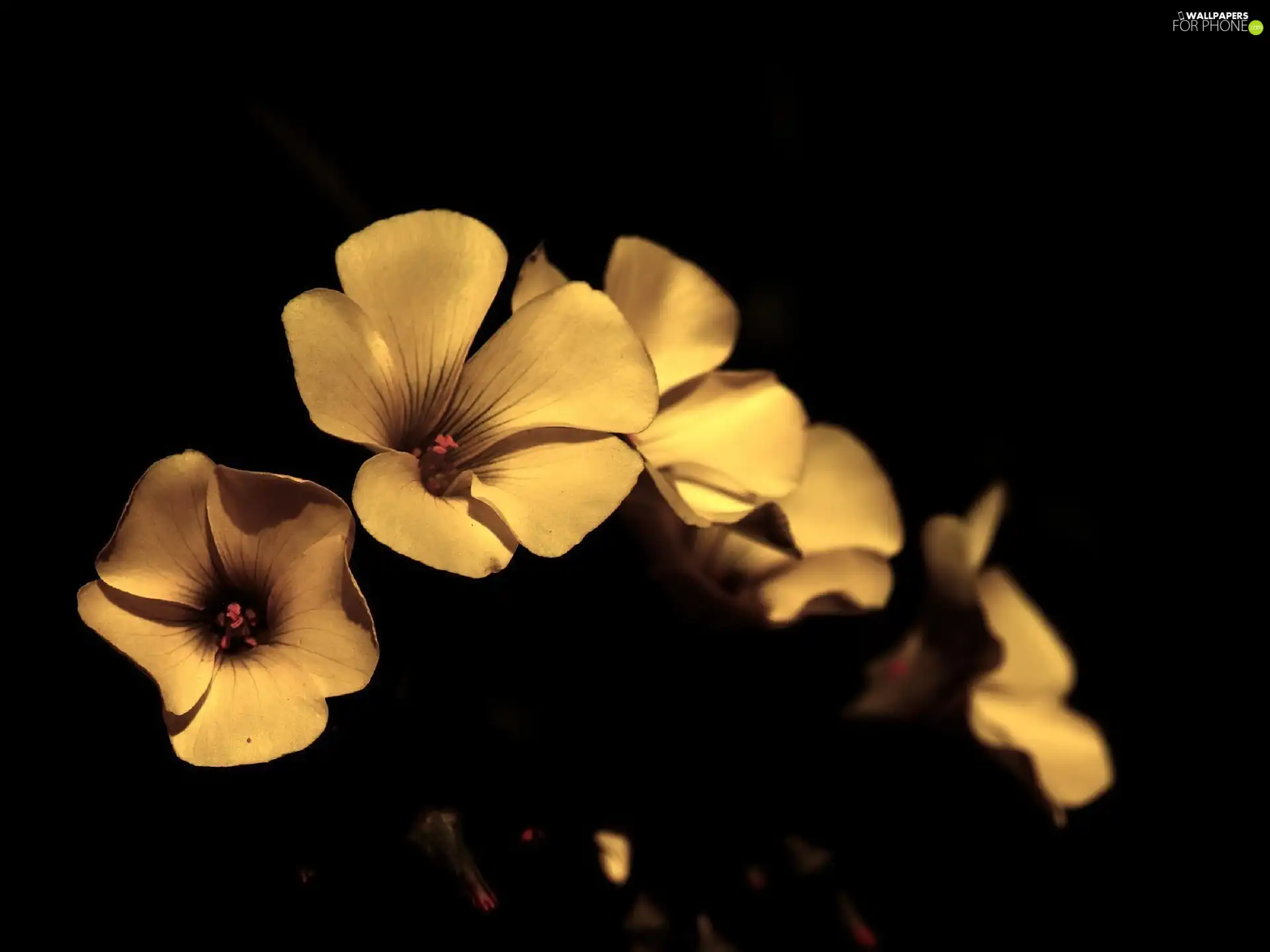 background, flowers, Black